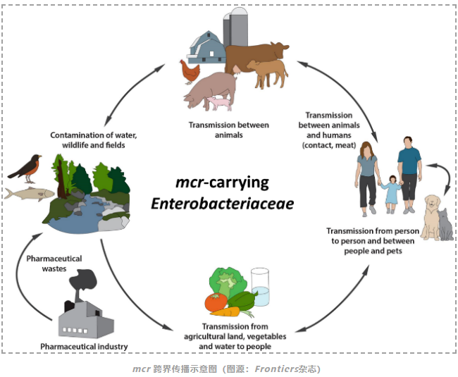新型耐药基因mcr在“动物-人-环境”间的传播风险-2.png