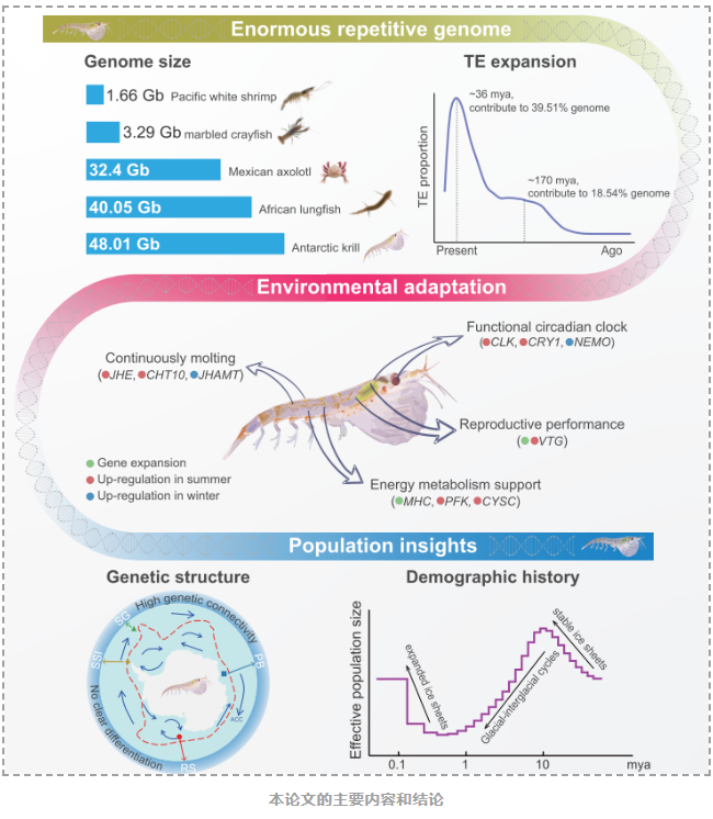 迄今最大动物基因组参考序列：南极磷虾基因组组装-2.png