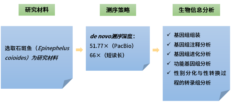 斜带石斑鱼基因组-2.png