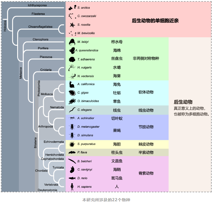 动物界RNA编辑机制的起源和演化过程-2.png