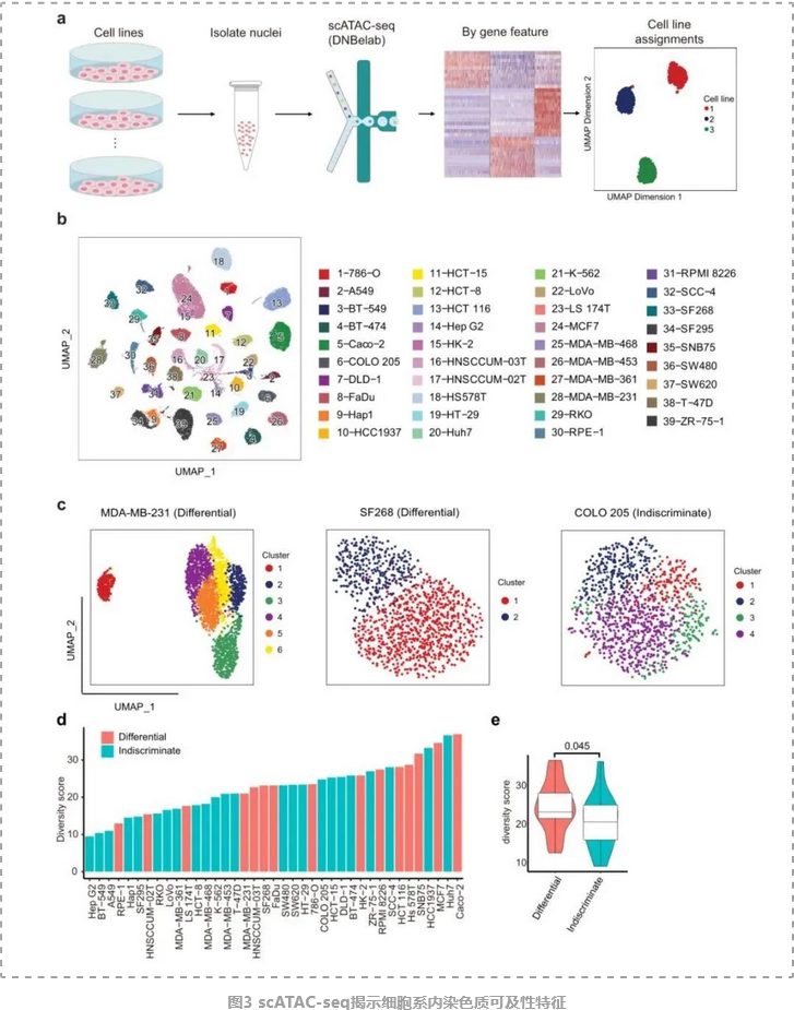 人类癌症细胞系单细胞图谱-4.png