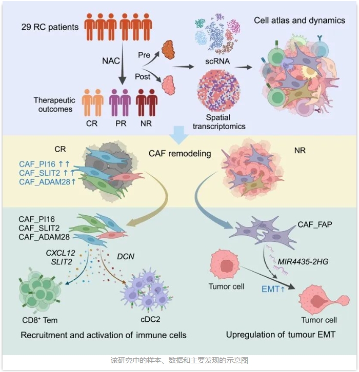 Cell Reports Medicine新成果为直肠癌治疗提供重要线索-2.png