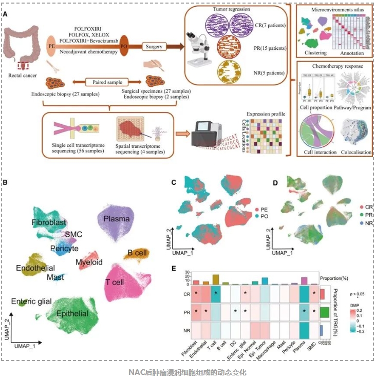 Cell Reports Medicine新成果为直肠癌治疗提供重要线索-3.png