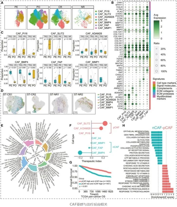 Cell Reports Medicine新成果为直肠癌治疗提供重要线索-4.png