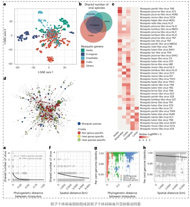 蚊虫病毒组特征-5.png