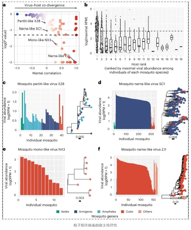 蚊虫病毒组特征-6.png