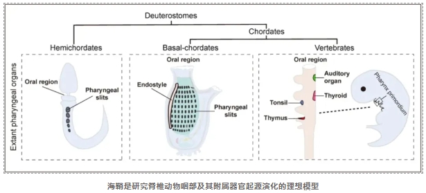 首个海洋生物空间单细胞图谱-2.png