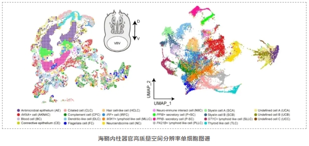 首个海洋生物空间单细胞图谱-3.png