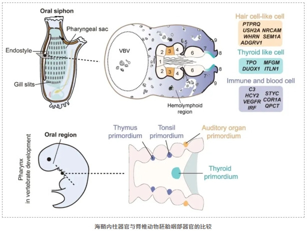 首个海洋生物空间单细胞图谱-4.png