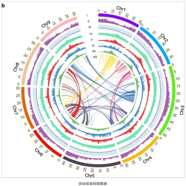 茶枝柑基因组图谱-2.png