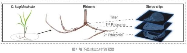 长雄野生稻地下茎形成的时空转录组图谱-2.png