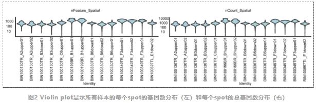 长雄野生稻地下茎形成的时空转录组图谱-3.png