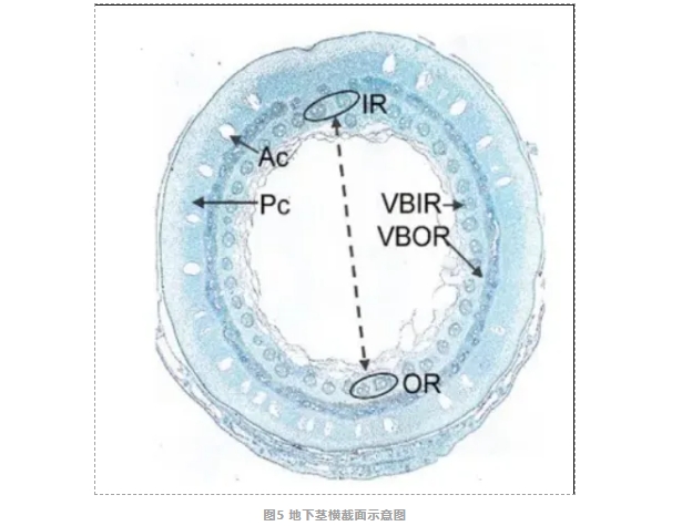 长雄野生稻地下茎形成的时空转录组图谱-6.png