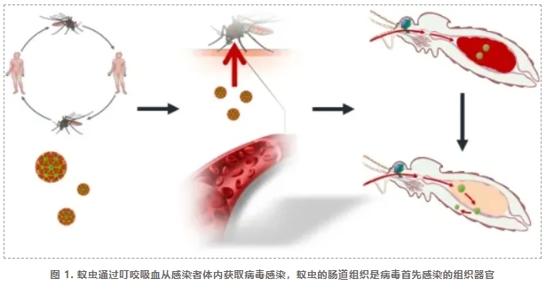 阻断蚊媒病毒传播新策略-2.png