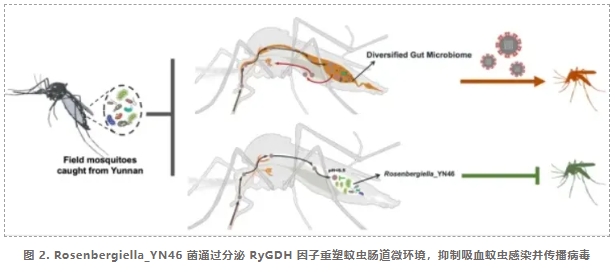 阻断蚊媒病毒传播新策略-3.png