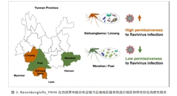 阻断蚊媒病毒传播新策略-4.png