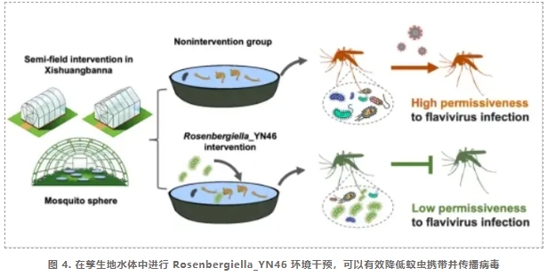 阻断蚊媒病毒传播新策略-5.png