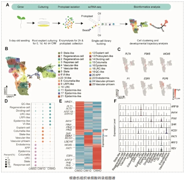 拟南芥愈伤组织诱导的单细胞图谱-3.png
