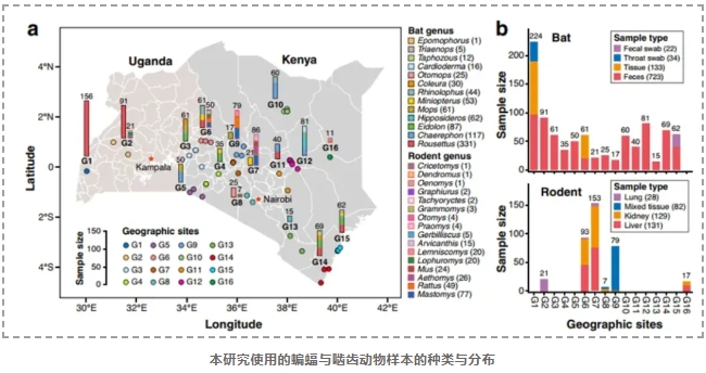 东非蝙蝠与啮齿动物的多种新型病毒-2.png