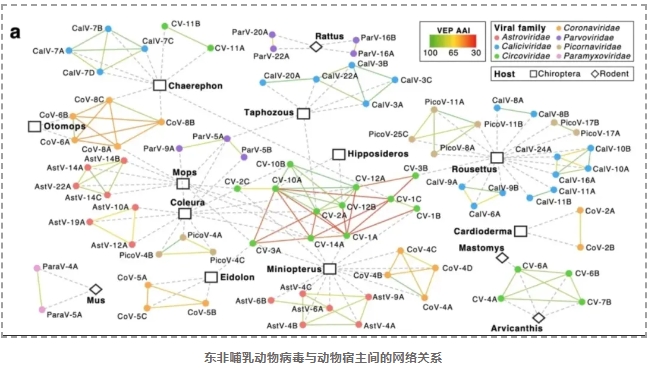 东非蝙蝠与啮齿动物的多种新型病毒-4.png