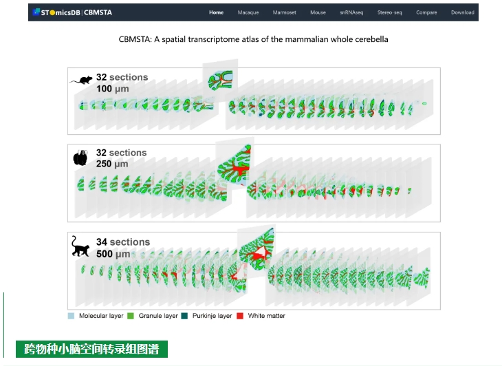 跨物种小脑皮层单细胞空间转录组图谱-2.png