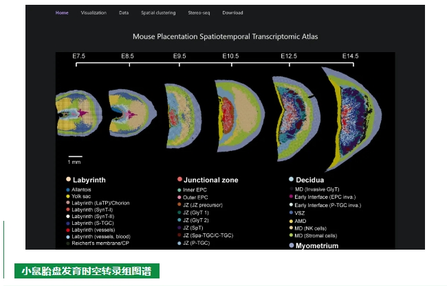小鼠胎盘发育时空转录组图谱-2.png