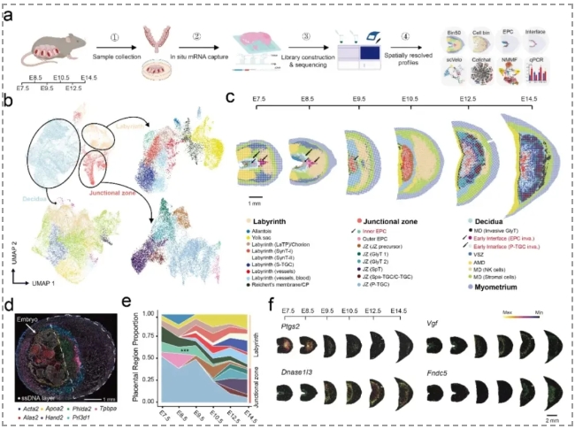 小鼠胎盘发育时空转录组图谱-3.png