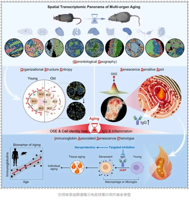 全球首份多器官衰老时空图谱-2.png
