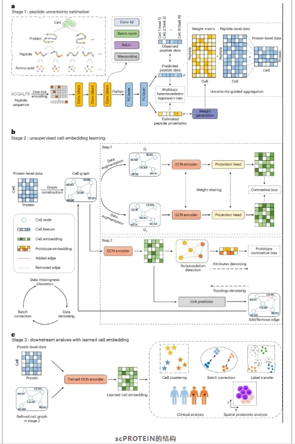 scPROTEIN-2.png
