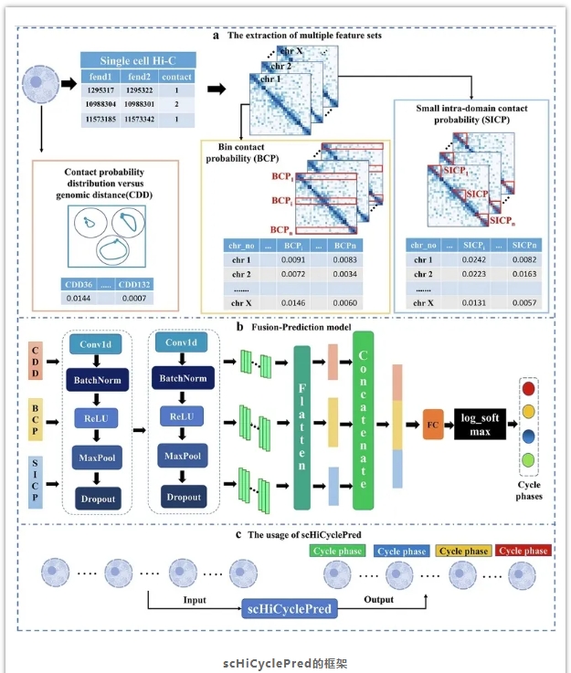 scHiCyclePred-2.png