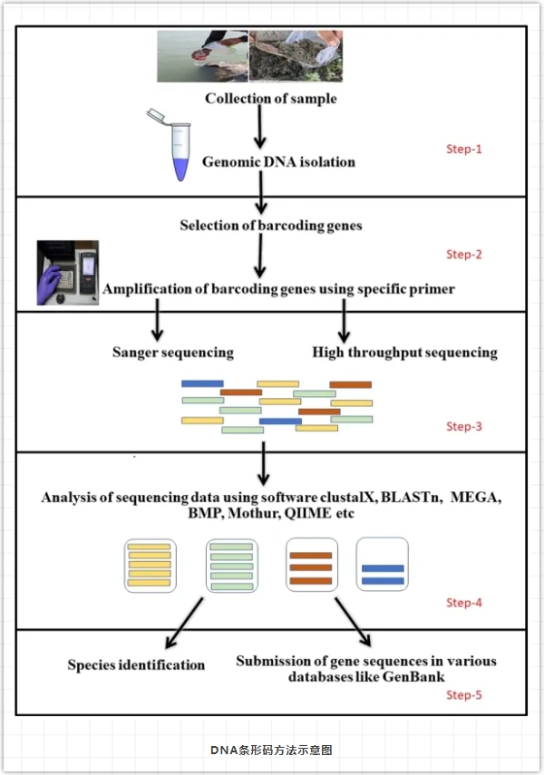 用于物种识别的DNA条形码常用引物-1.png