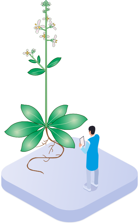 Arabidopsis Genome Database