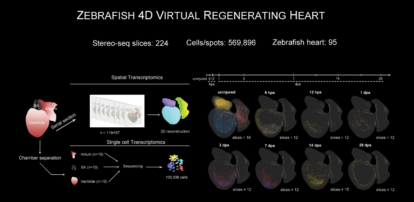 Zebrafish_VRH