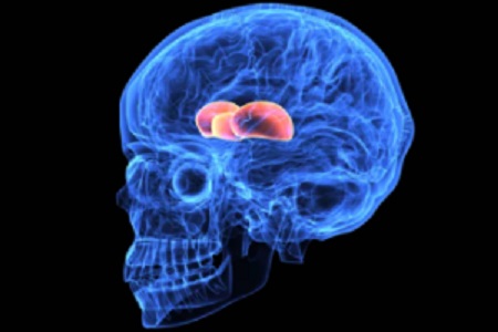 Human hypothalamus