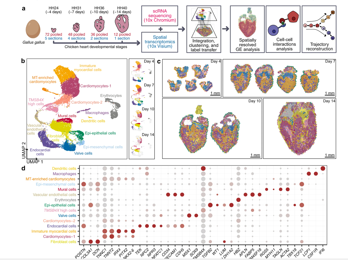 Spatiotemporal single-cell RNA sequencing of developing chicken hearts identifies interplay between cellular differentiation and morphogenesis