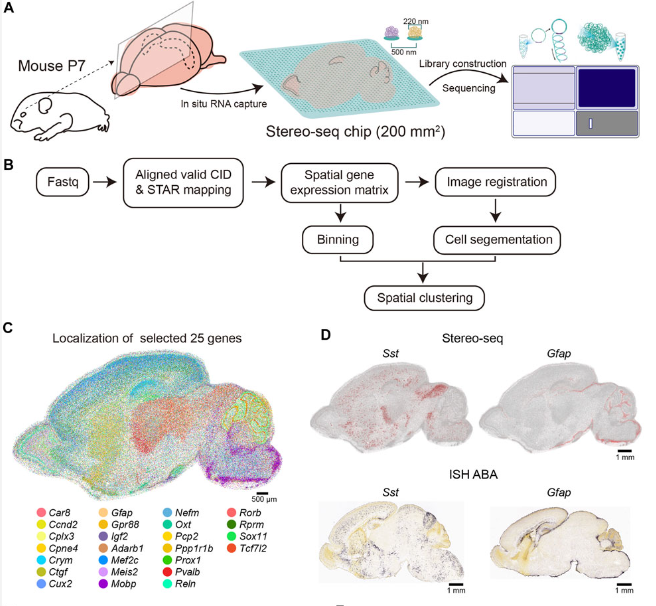 A cellular resolution spatial transcriptomic landscape of the postnatal mouse brain