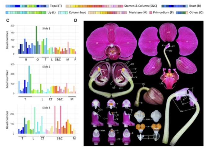 Spatiotemporal transcriptomes of orchid flowers