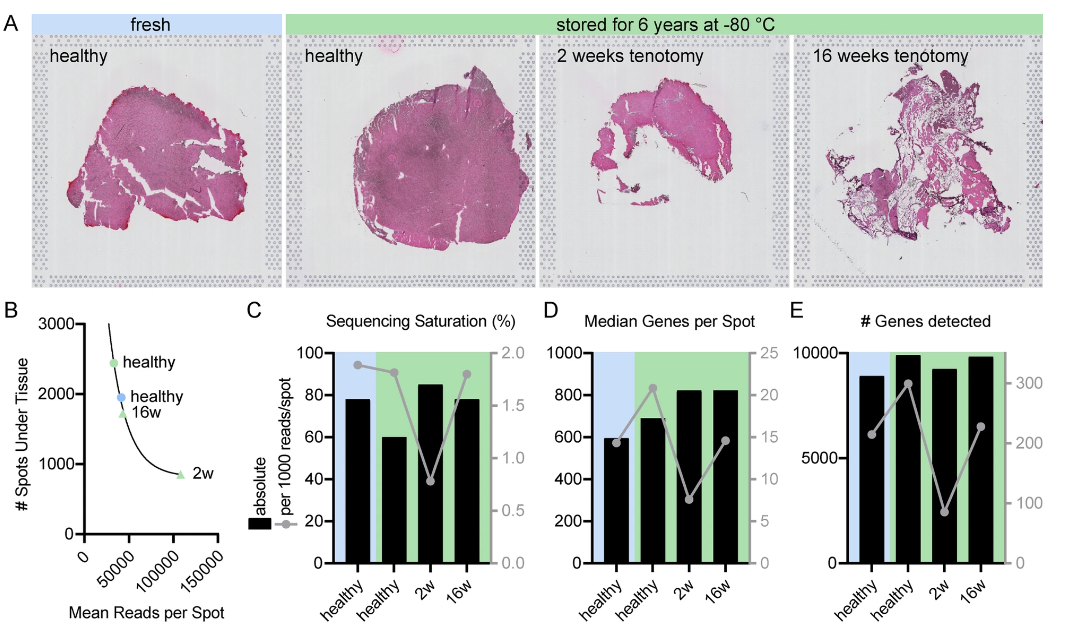 Spatial transcriptomics tools allow for regional exploration of heterogeneous muscle pathology in the pre-clinical rabbit model of rotator cuff tear
