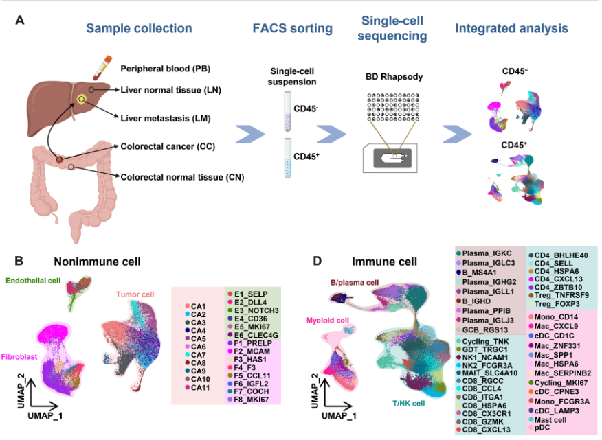 Single-cell and spatial transcriptome analysis reveals the cellular heterogeneity of liver metastatic colorectal cancer