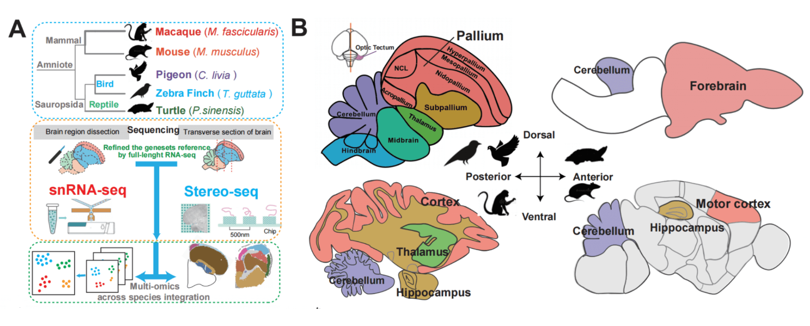 ABSTA：Amniotes Brain Spatiotemporal Transcriptomic Atlas