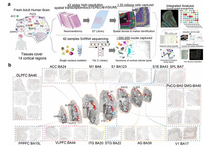 A cellular resolution spatial transcriptomic landscape of the adult human cortex