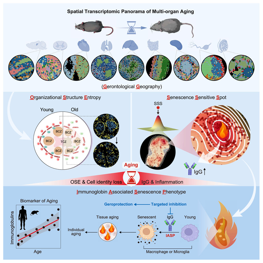 Spatial transcriptomic landscape unveils immunoglobin-associated senescence as a hallmark of aging