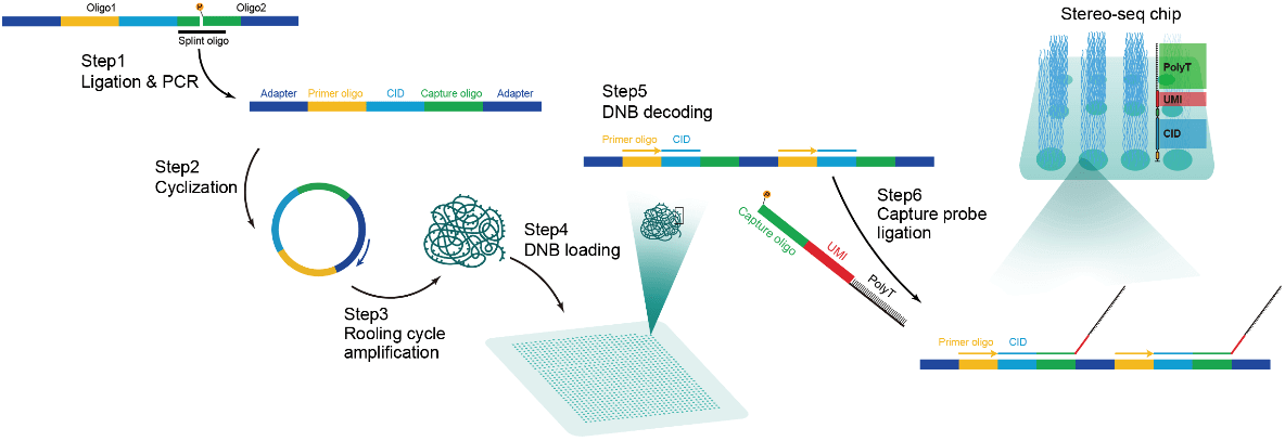 Stereo-seq
