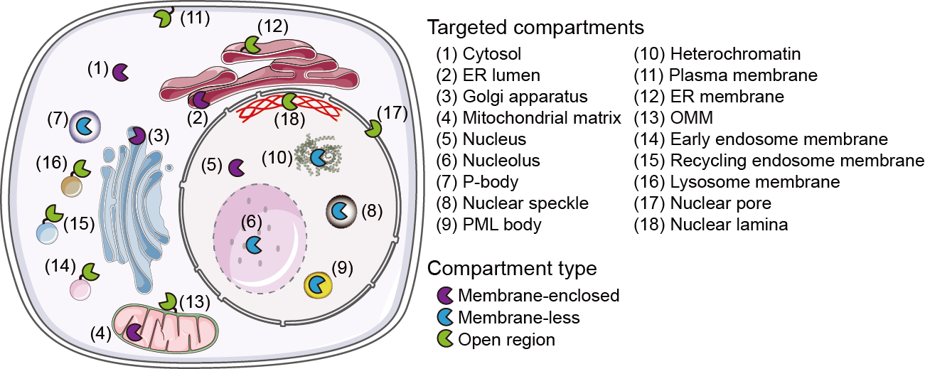 Subcellular compartment